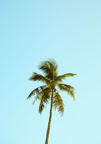 Palm, sky, blue Wallpaper 1668x2388