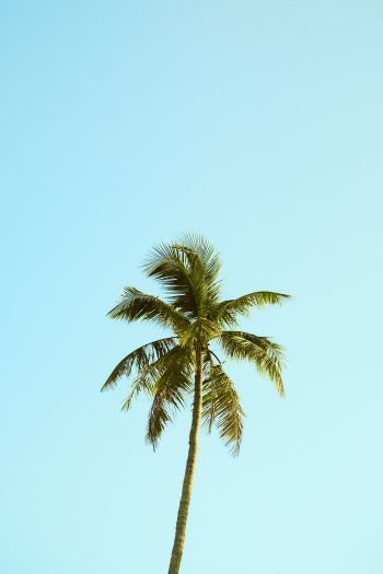 Palm, sky, blue Wallpaper 640x960