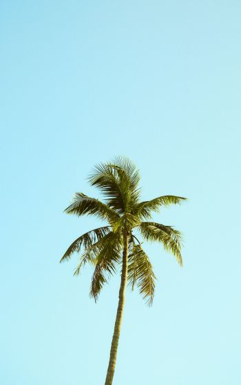 Palm, sky, blue Wallpaper 1752x2800