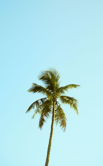Palm, sky, blue Wallpaper 800x1280