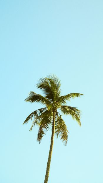 Palm, sky, blue Wallpaper 640x1136