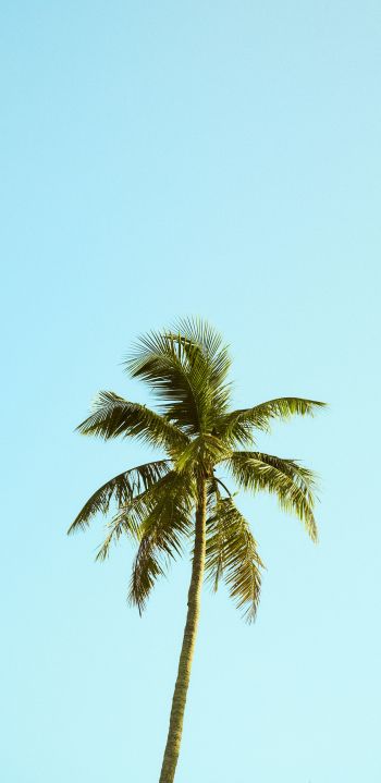 Palm, sky, blue Wallpaper 1440x2960