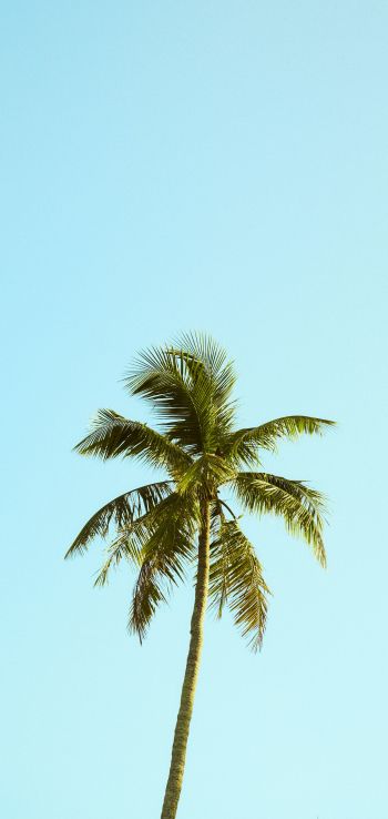 Palm, sky, blue Wallpaper 1440x3040