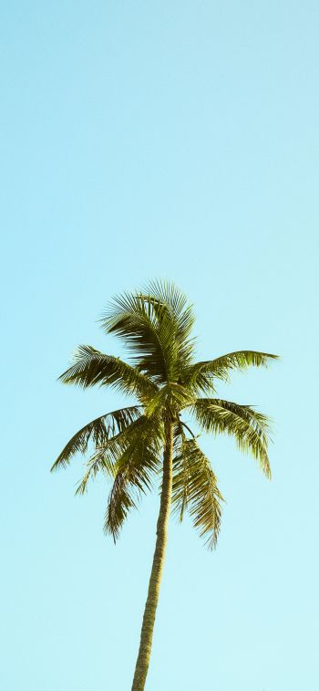 Palm, sky, blue Wallpaper 1242x2688