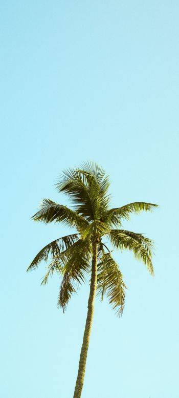 Palm, sky, blue Wallpaper 1440x3200