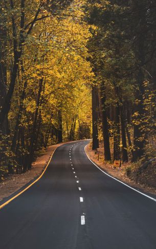 Yosemite, road, autumn Wallpaper 1752x2800