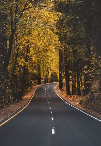 Yosemite, road, autumn Wallpaper 1640x2360