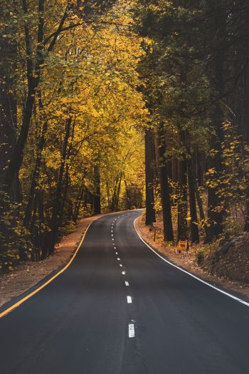 Yosemite, road, autumn Wallpaper 640x960