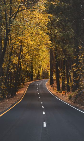 Yosemite, road, autumn Wallpaper 1200x2000