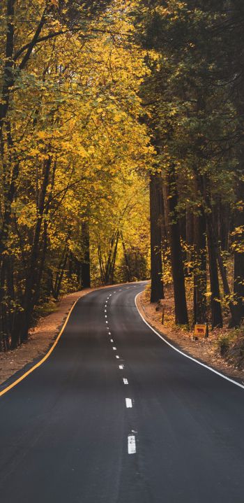 Yosemite, road, autumn Wallpaper 1440x2960