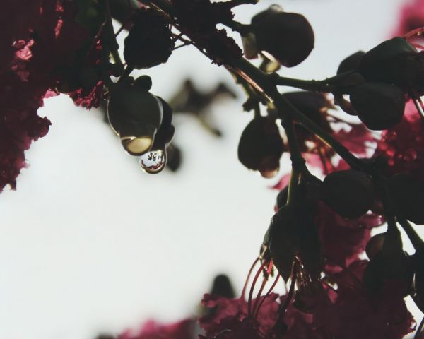 water drop, plant Wallpaper 1280x1024