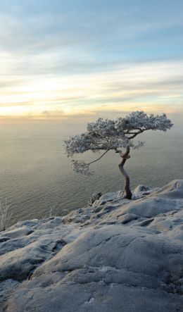 tree, sea, snow Wallpaper 600x1024