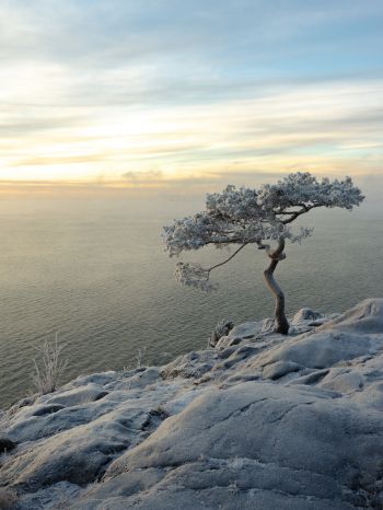 tree, sea, snow Wallpaper 1668x2224
