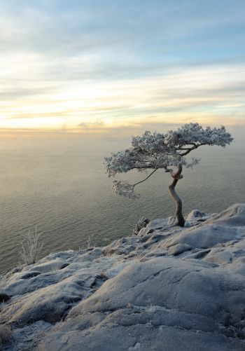 tree, sea, snow Wallpaper 1668x2388
