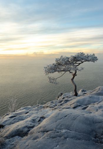 tree, sea, snow Wallpaper 1640x2360