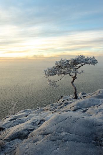 tree, sea, snow Wallpaper 640x960
