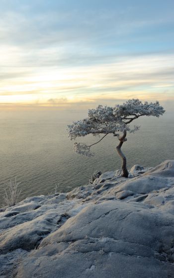 tree, sea, snow Wallpaper 1752x2800