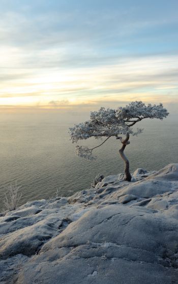 tree, sea, snow Wallpaper 1200x1920