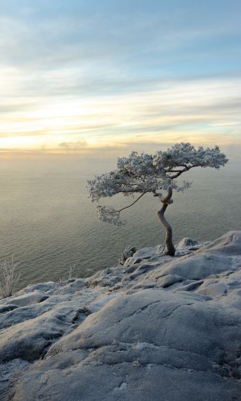 tree, sea, snow Wallpaper 1200x2000