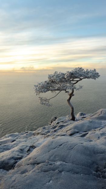 Обои 640x1136 дерево, море, снег