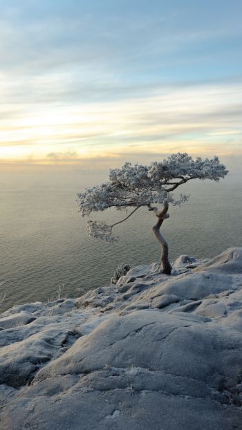 Обои 1440x2560 дерево, море, снег