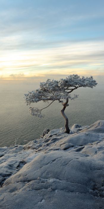tree, sea, snow Wallpaper 720x1440