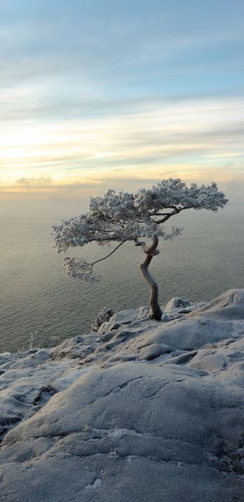 Обои 1080x2220 дерево, море, снег