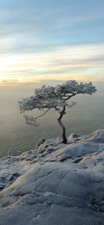 tree, sea, snow Wallpaper 828x1792
