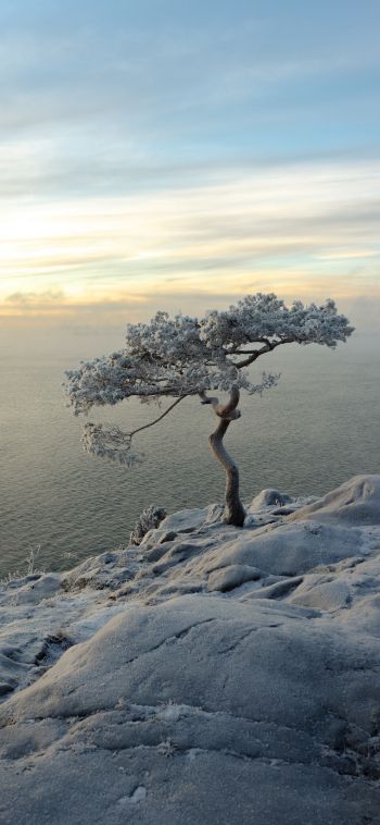 Обои 1080x2340 дерево, море, снег