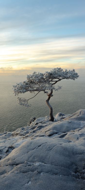 Обои 1080x2400 дерево, море, снег