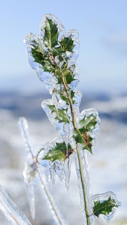 Обои 750x1334 ледяной дождь, лед, растение