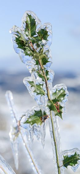 freezing rain, ice, plant Wallpaper 1080x2340