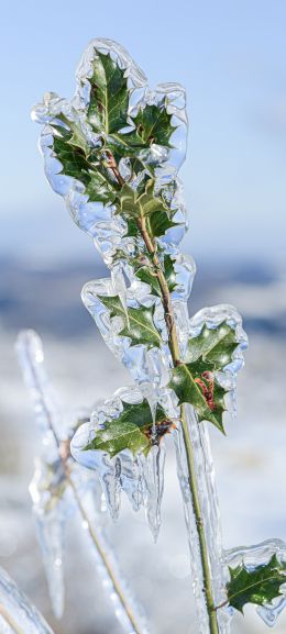 Обои 720x1600 ледяной дождь, лед, растение