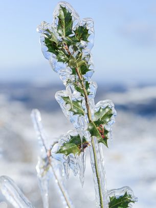 Обои 1620x2160 ледяной дождь, лед, растение