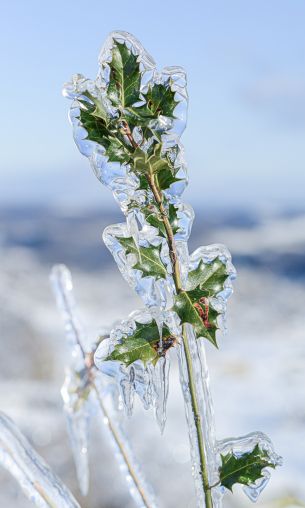 Обои 1200x2000 ледяной дождь, лед, растение