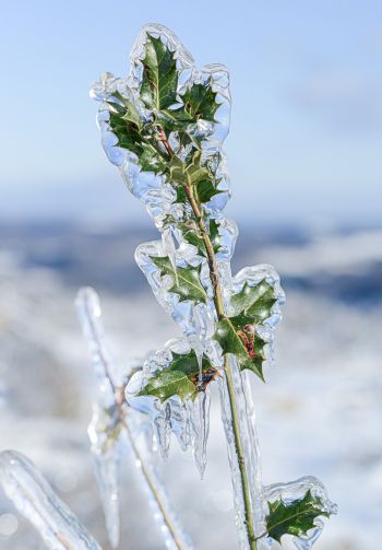 Обои 1640x2360 ледяной дождь, лед, растение