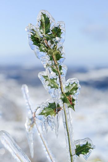 Обои 640x960 ледяной дождь, лед, растение