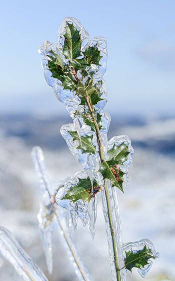Обои 1600x2560 ледяной дождь, лед, растение