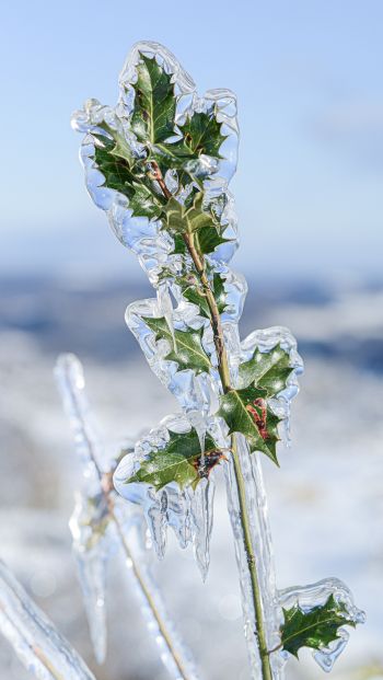 Обои 640x1136 ледяной дождь, лед, растение
