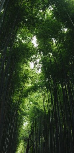 Arashiyama Bamboo Forest, Kyoto, Japan Wallpaper 1440x2960