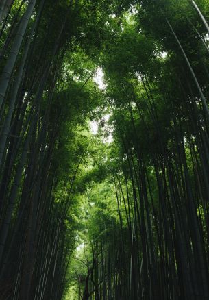 Arashiyama Bamboo Forest, Kyoto, Japan Wallpaper 1640x2360