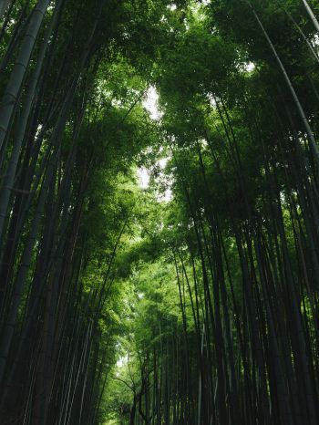Обои 2048x2732 Бамбуковый лес Арасияма, Киото, Япония