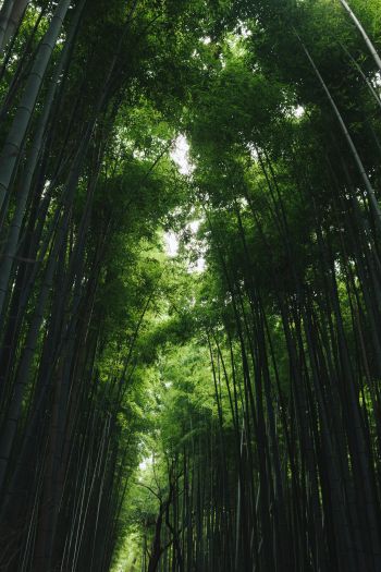 Обои 640x960 Бамбуковый лес Арасияма, Киото, Япония