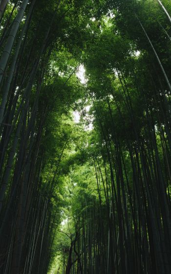 Обои 1600x2560 Бамбуковый лес Арасияма, Киото, Япония