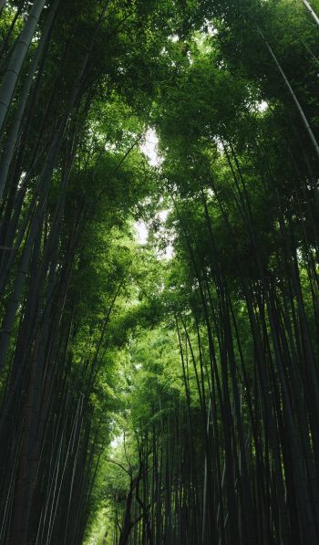 Обои 600x1024 Бамбуковый лес Арасияма, Киото, Япония