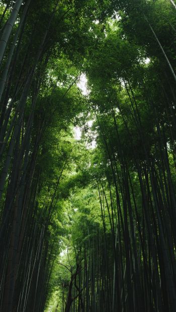 Обои 640x1136 Бамбуковый лес Арасияма, Киото, Япония