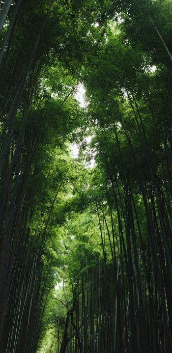 Обои 1440x2960 Бамбуковый лес Арасияма, Киото, Япония