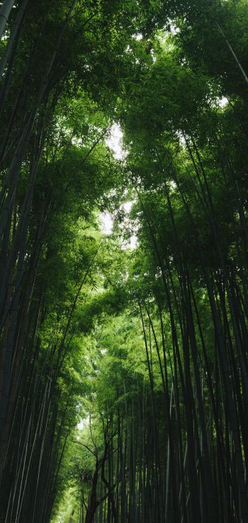 Arashiyama Bamboo Forest, Kyoto, Japan Wallpaper 720x1520