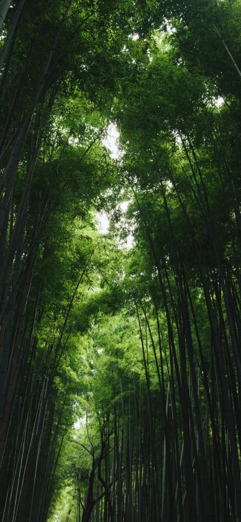Обои 1242x2688 Бамбуковый лес Арасияма, Киото, Япония