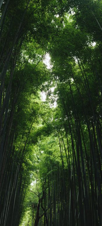 Обои 1080x2400 Бамбуковый лес Арасияма, Киото, Япония